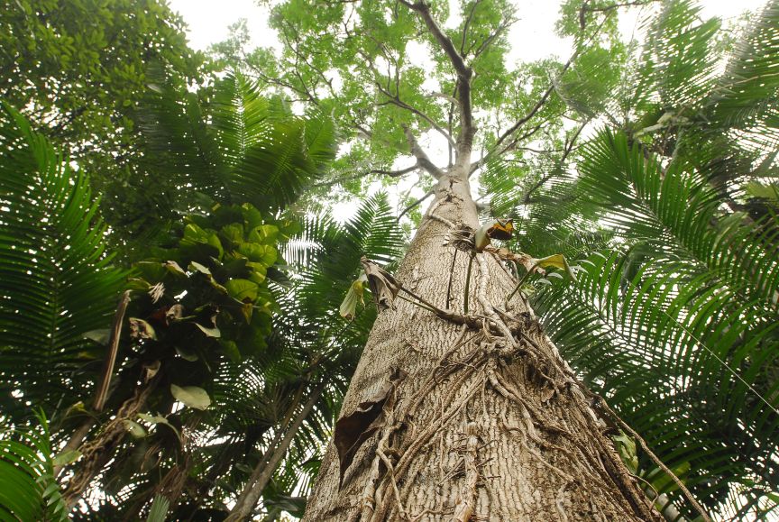Autoridades CITES y Autoridades Forestales de los Países Miembros se reúnen para definir Grupos de Trabajo