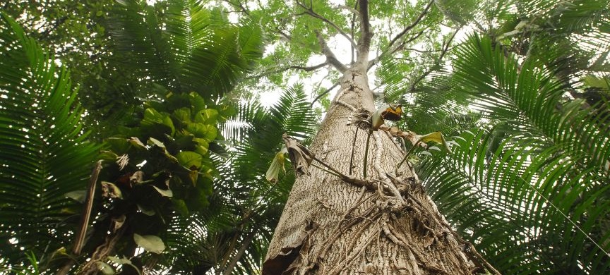 Las contribuciones de la OTCA en la implementación de la CITES en los países amazónicos serán presentadas en la 19ª Conferencia de las Partes en noviembre