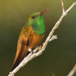 Amazilia castaneiventris