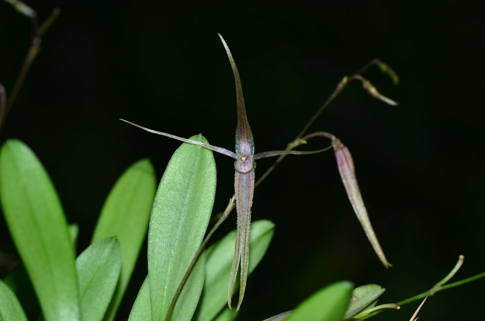 Orquídea Andinia hirtzii. Foto: Ecuagenera (EC)