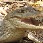 Caiman crocodilus
