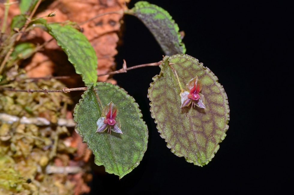 En Ecuador, empresa se dedica a reproducir especies de orquídeas en peligro de extinción