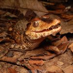 Paleosuchus palpebrosus