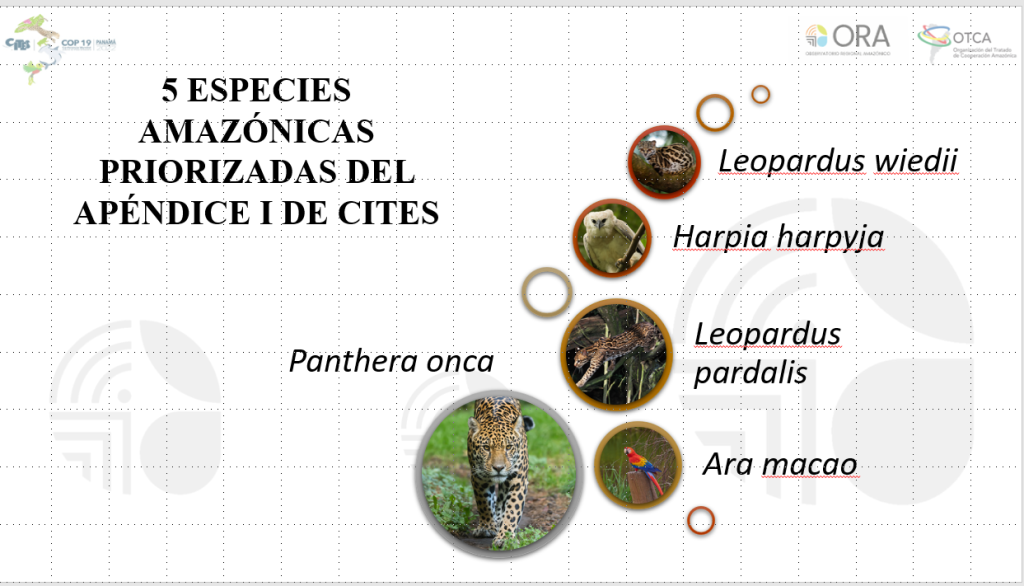 Informe de Tráfico de Especies  ORA-BIOAMAZONÍA