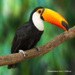Ramphastos toco